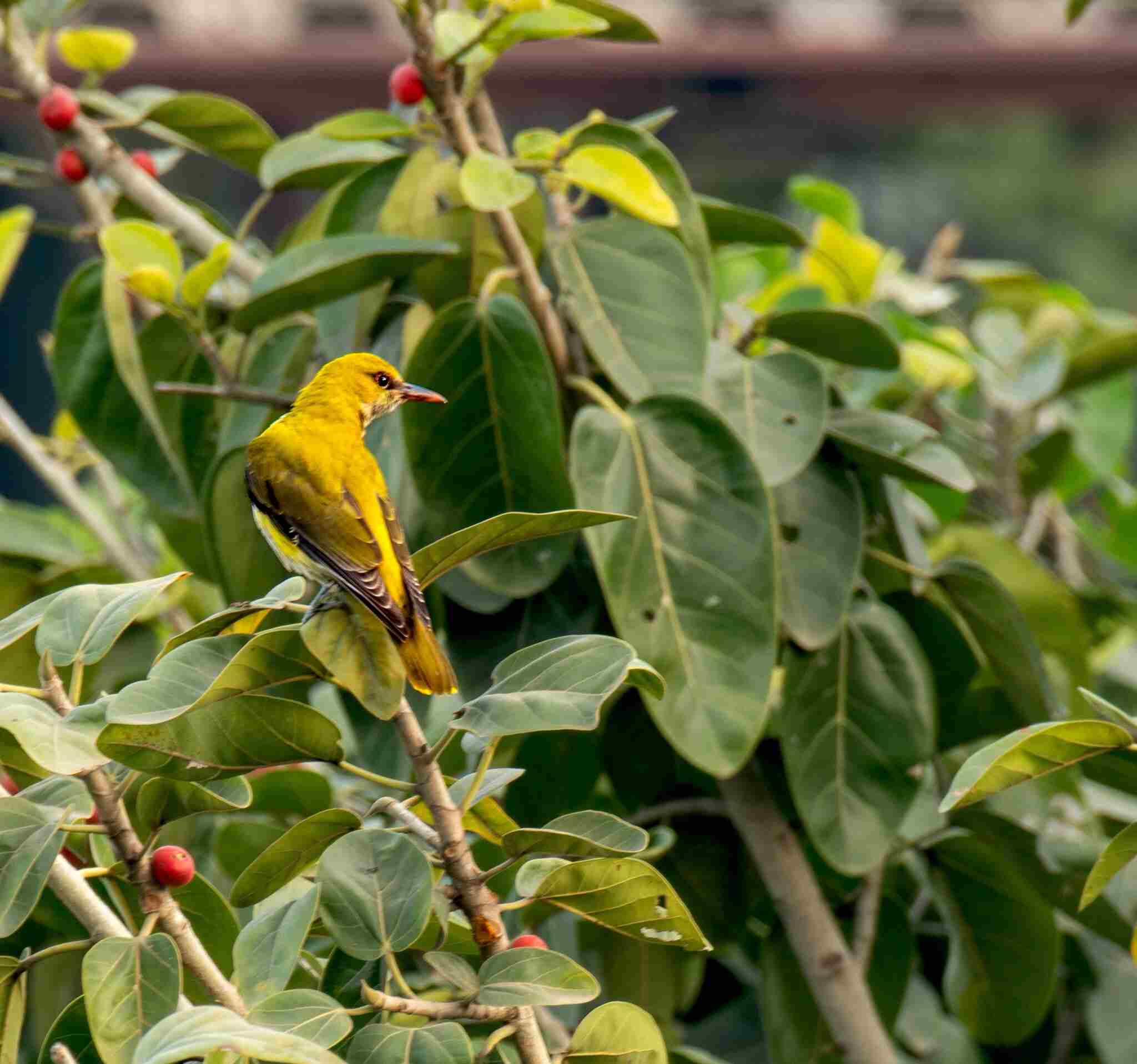 Indian golden oriole perched on a tree branch